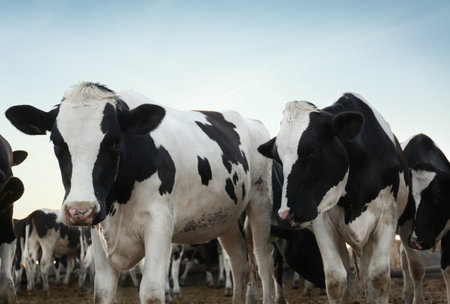 Many cute cows on farm. animal husbandryの写真素材