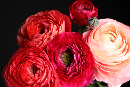 Beautiful fresh ranunculus flowers on black background, closeupの写真素材