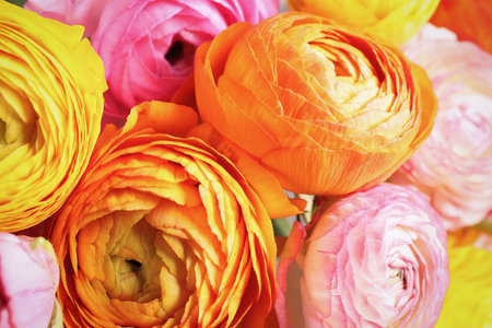 Beautiful fresh ranunculus flowers as background, closeup viewの写真素材