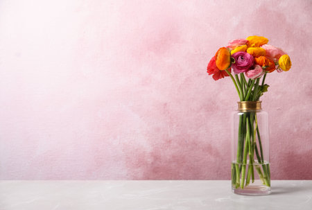 Beautiful fresh ranunculus flowers in vase on white table near color wall, space for text