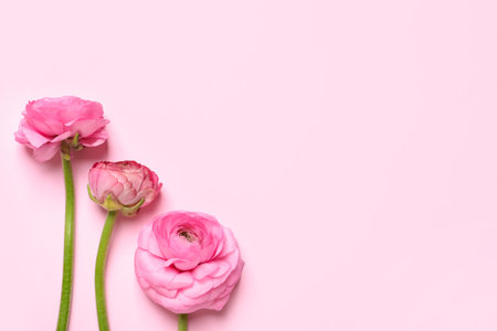 Beautiful ranunculus flowers on light pink background, flat lay. Space for textの写真素材