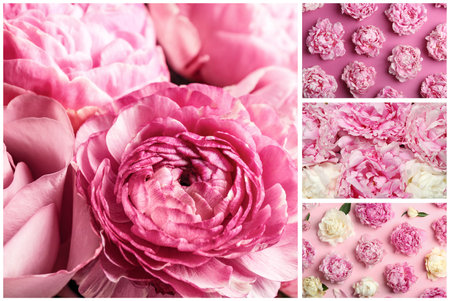 Creative collage with photos of beautiful flowers on color backgroundsの写真素材