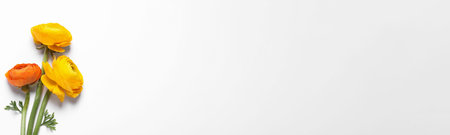 Beautiful ranunculus flowers on white background, top viewの写真素材