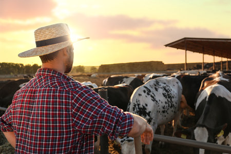 Worker standing near cow pen on farm. animal husbandryの写真素材