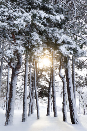 Picturesque view of beautiful forest covered with snowの写真素材