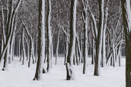 Picturesque view of beautiful forest covered with snowの写真素材
