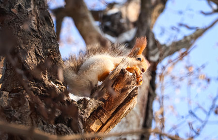 Cute squirrel with walnut on acacia tree in winter forestの写真素材