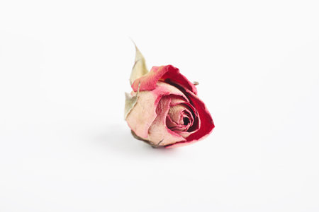 Beautiful dry rose flower isolated on whiteの写真素材