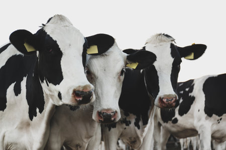 Many cute cows on farm. Animal husbandryの写真素材