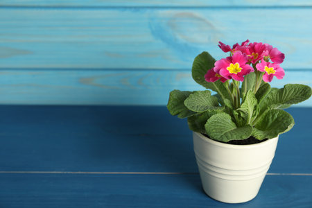 Beautiful violet in flowerpot on blue wooden table. Space for textの写真素材