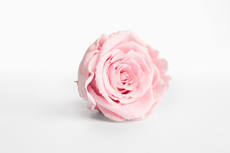 Beautiful pink rose flower isolated on whiteの写真素材