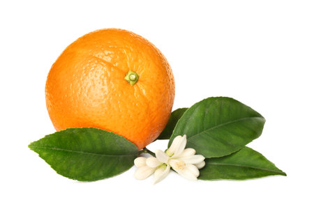 Fresh ripe orange with green leaves and flower on white backgroundの写真素材
