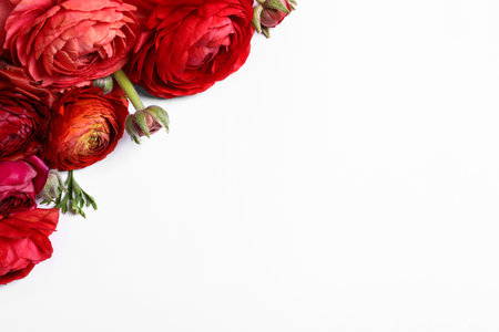 Beautiful ranunculus flowers on white background, top viewの写真素材