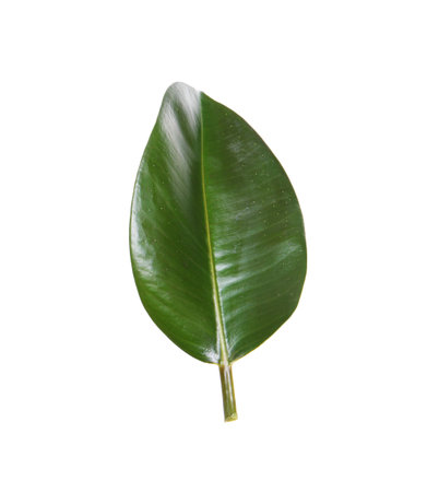 Fresh green leaf of Ficus elastica plant isolated on whiteの写真素材