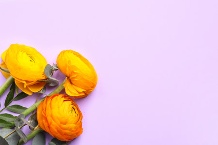 Beautiful ranunculus flowers on light violet background, flat lay. Space for textの写真素材