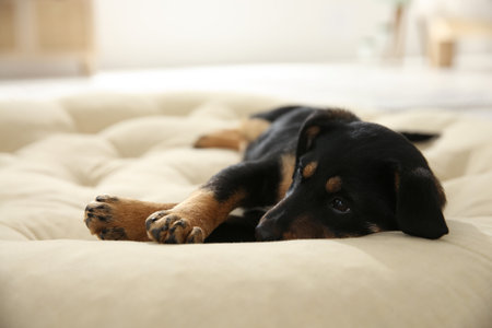 Cute little puppy lying on soft pillow indoorsの写真素材