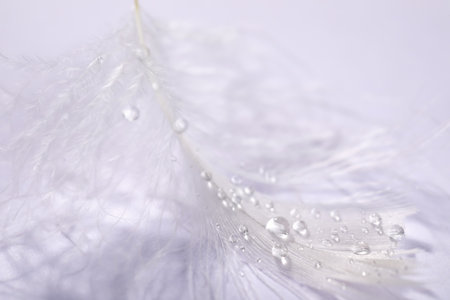 Closeup view of beautiful feather with dew drops on white backgroundの写真素材