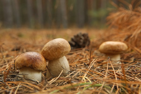 Small porcini mushrooms growing in forest, closeupの写真素材