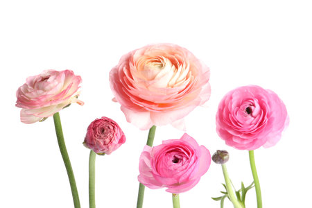 Beautiful fresh ranunculus flowers on white backgroundの写真素材