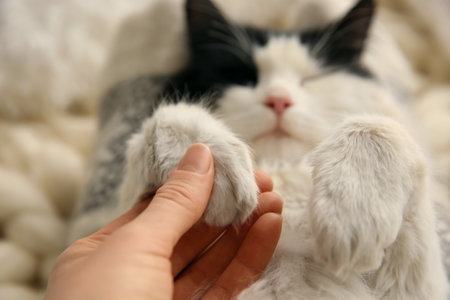 Woman stroking adorable cat, focus on pawsの写真素材