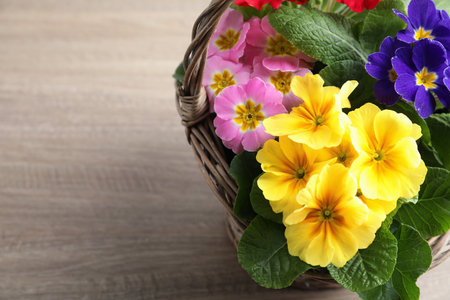 Beautiful primula (primrose) flowers in wicker basket on wooden table, above view with space for text. spring blossomの写真素材