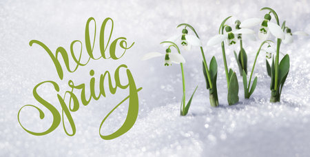 Hello Spring. Beautiful tender spring snowdrops growing through snow, banner designの写真素材
