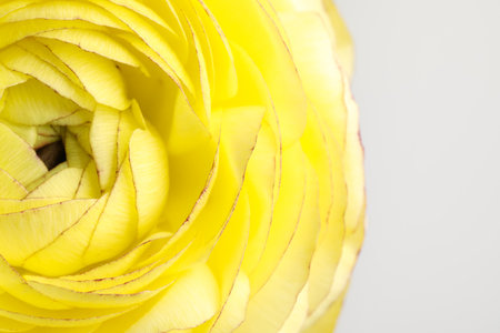 Closeup view of beautiful delicate ranunculus flower