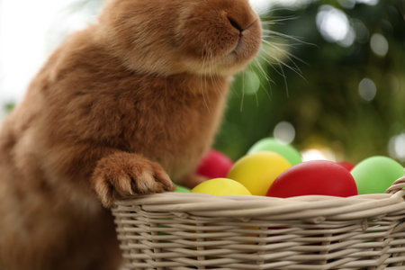 Cute bunny near basket with Easter eggs on blurred background, closeupの写真素材