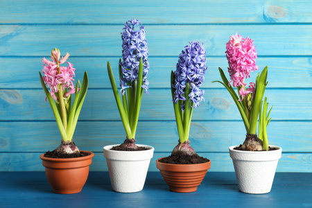 Different beautiful potted hyacinth flowers on blue wooden tableの写真素材
