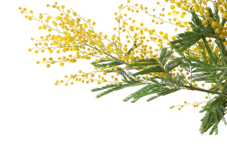 Beautiful mimosa plant with yellow flowers on white backgroundの写真素材