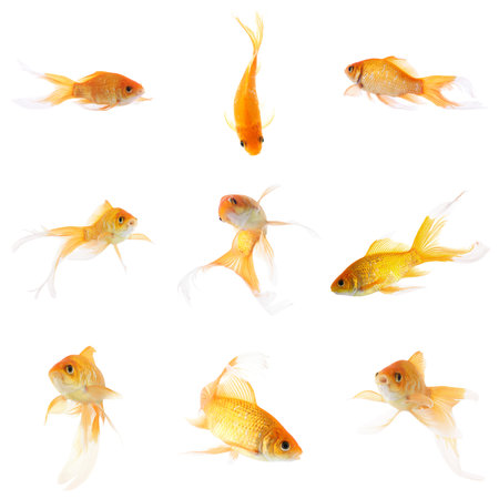 Beautiful bright small goldfish on white background, collageの写真素材