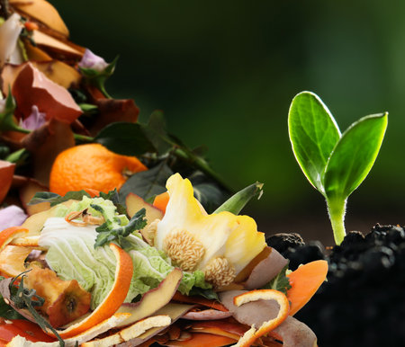 Young seedling and organic waste for composting on soil, closeup. natural fertilizerの写真素材