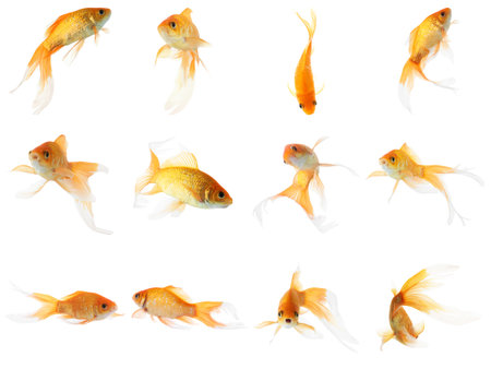 Beautiful bright small goldfish on white background, collageの写真素材