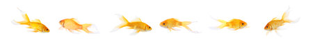 Beautiful bright small goldfish on white background, collage. banner designの写真素材