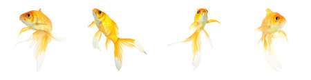 Beautiful bright small goldfish on white background, collage. banner designの写真素材