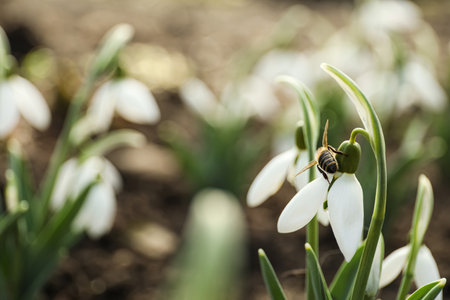 Bee on beautiful snowdrop outdoors, closeup. Space for textの写真素材