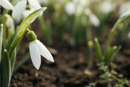 Beautiful snowdrop covered with dew outdoors, closeup. early spring flowerの写真素材