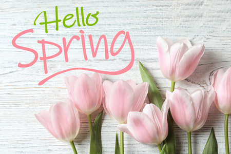 hello spring. Beautiful tulips on wooden background, flat layの写真素材