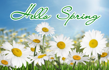 hello spring. Beautiful chamomile flowers outdoors on sunny dayの写真素材