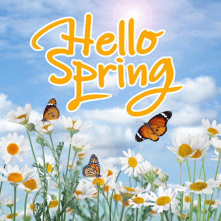 hello spring. Beautiful chamomile flowers outdoors on sunny day