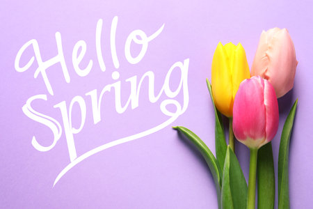 hello spring. Beautiful spring tulips on lilac background, top viewの写真素材