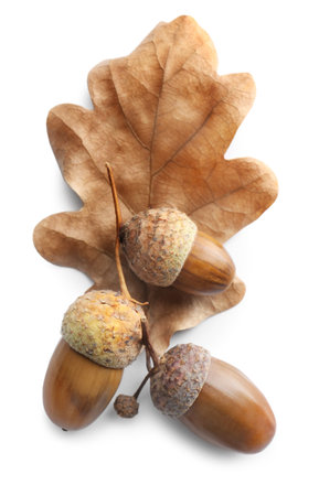 Acorns and oak leaf on white background, top viewの写真素材