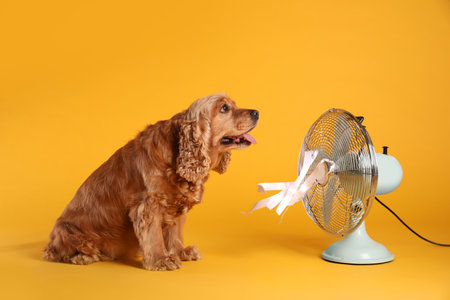 English Cocker Spaniel enjoying air flow from fan on yellow background. summer heatの写真素材