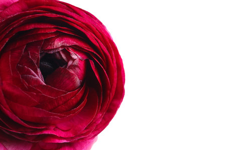 Beautiful fresh ranunculus flower on white background, closeupの写真素材