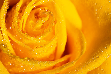 Close up view of beautiful blooming rose with dew drops as backgroundの写真素材