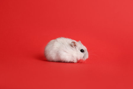 Cute funny pearl hamster on red backgroundの写真素材