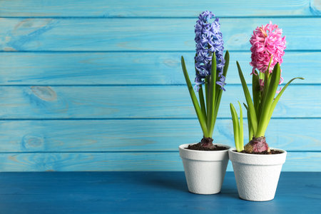 Different beautiful potted hyacinth flowers on blue wooden table. Space for textの写真素材