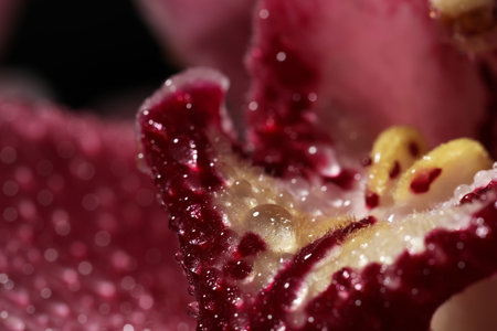 Close up view of beautiful blooming flower with dew drops as backgroundの写真素材