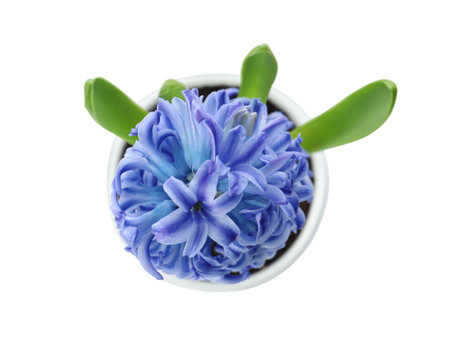 Beautiful potted hyacinth flower isolated on white, top viewの写真素材