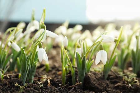Beautiful snowdrops growing outdoors. early spring flowersの写真素材